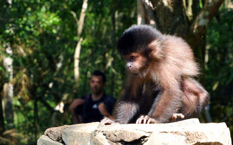 Iguaçu monkey Capuchin