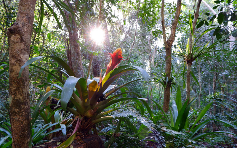 Iguaçu vegetation
